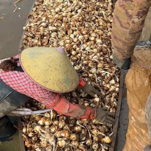 陆良县精品茨菇，精品慈姑