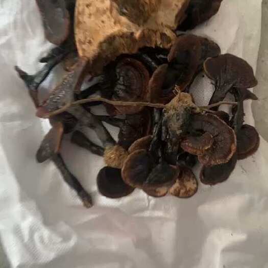 连南县黑灵芝，货，非种植