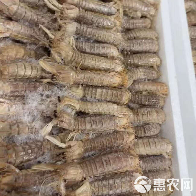 冷冻皮皮虾批发  精挑细选  产地直发 高品质 4斤装