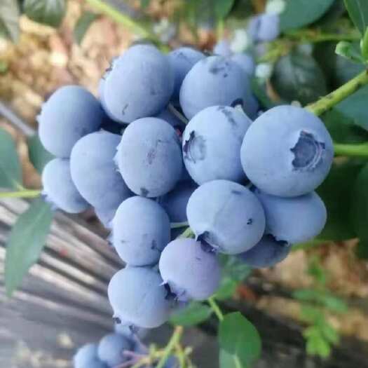 临沭县蓝莓