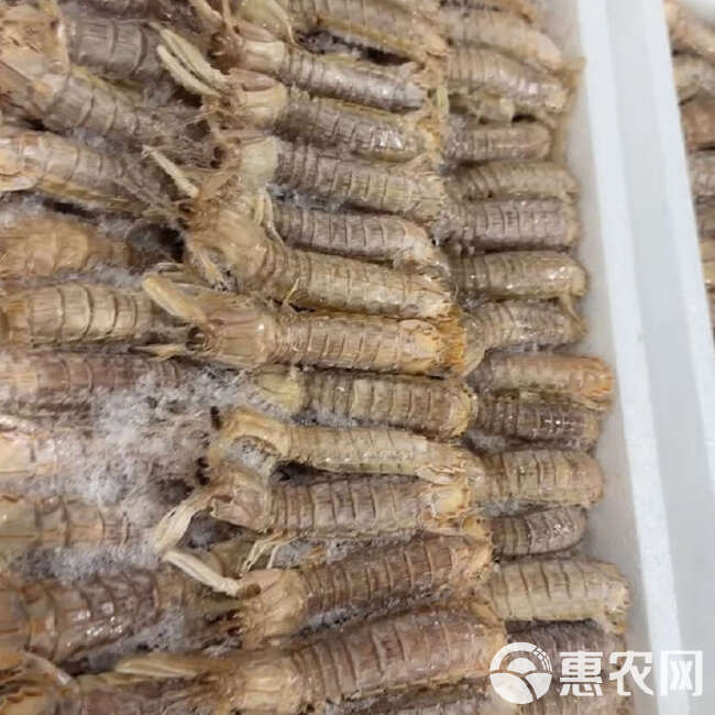 冷冻皮皮虾批发  精挑细选  产地直发 高品质 4斤装