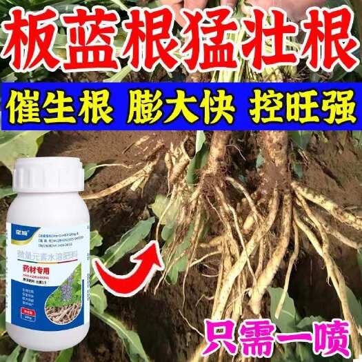 板蓝根膨大素地下根茎快速膨大强力壮苗生根剂板蓝根专用叶面肥料