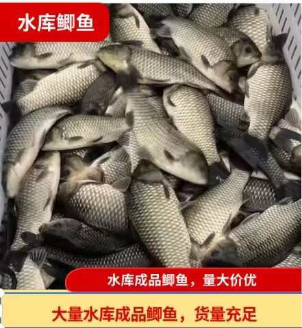 宜良县水库鱼  鲫鱼  成品