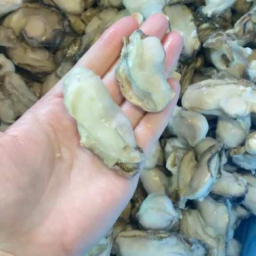 乳山市熟冻牡蛎肉10克左右