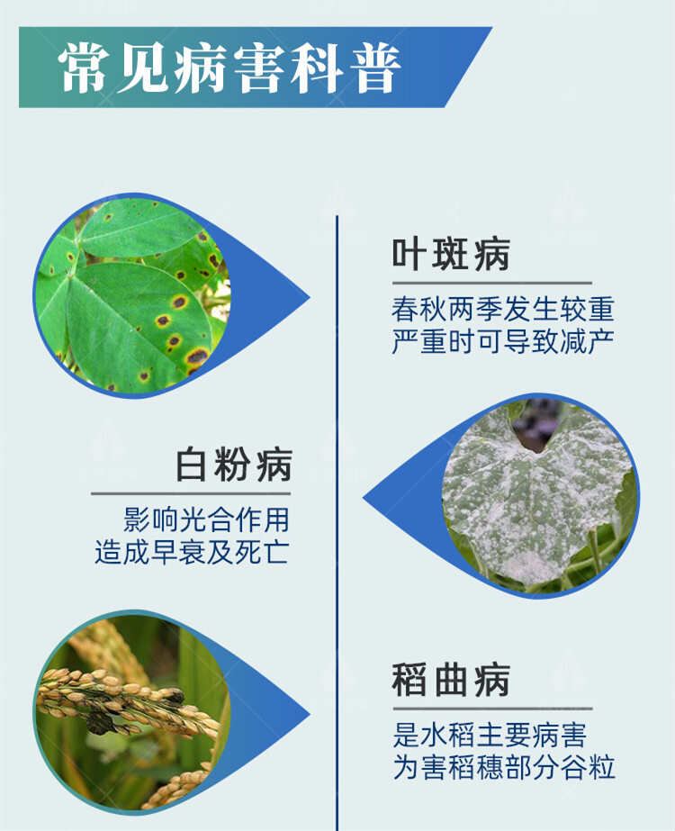 30%已唑醇葡萄小麦白粉病锈病纹枯病果树斑点落叶病农药杀菌剂