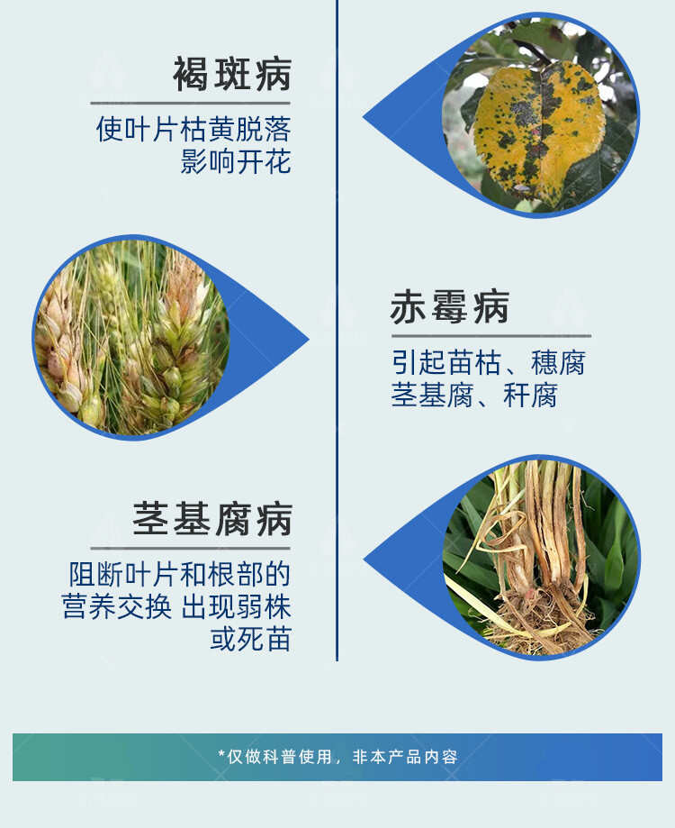 30%已唑醇葡萄小麦白粉病锈病纹枯病果树斑点落叶病农药杀菌剂