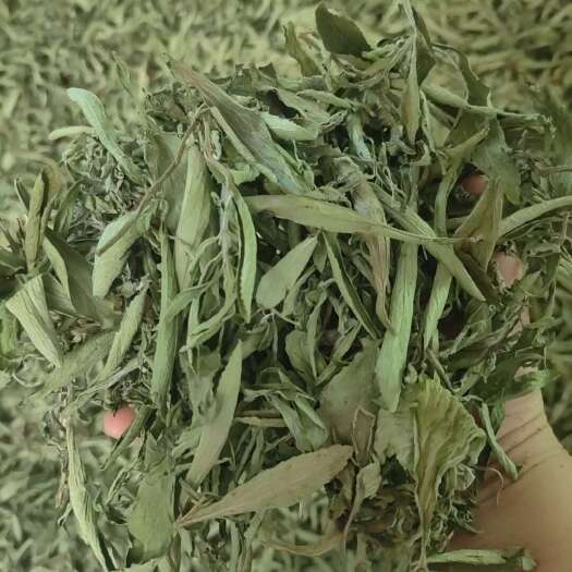 安国市甜叶菊 甜菊叶茶 甜菊叶 花草茶批发甜叶茶