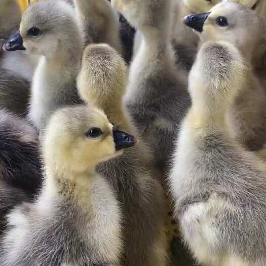 南宁特大种狮头鹅