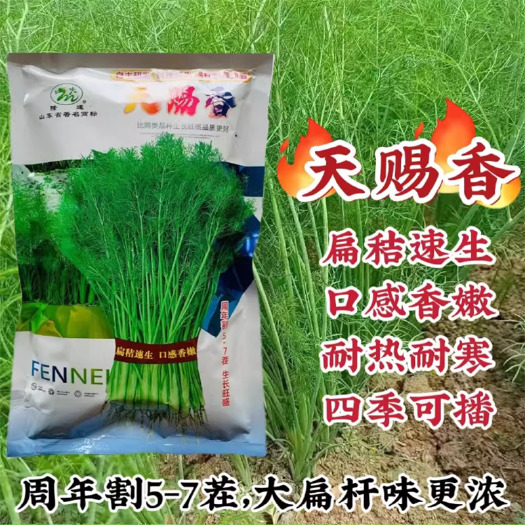 割茬茴香种子四季小茴香种子天赐香割茬茴香种子秋冬季种子