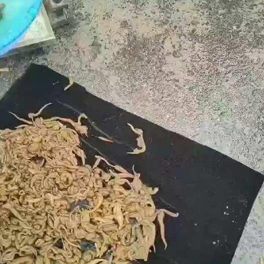 蚂蟥