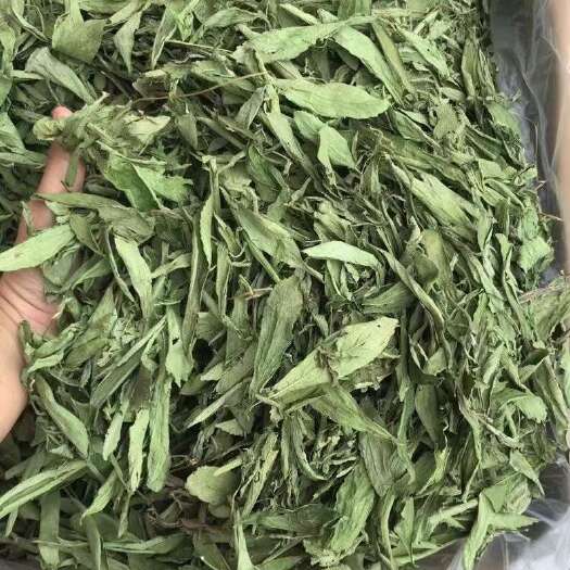 安国市甜叶菊 甜菊叶 花草茶甜叶菊甜味叶子