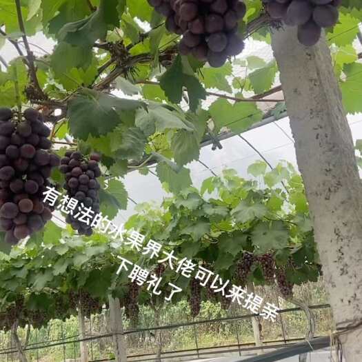 天台县夏黑葡萄