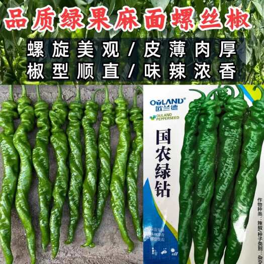 洛阳螺丝椒种子 早熟 果面皱有麻面 皮薄肉嫩 辣味浓香