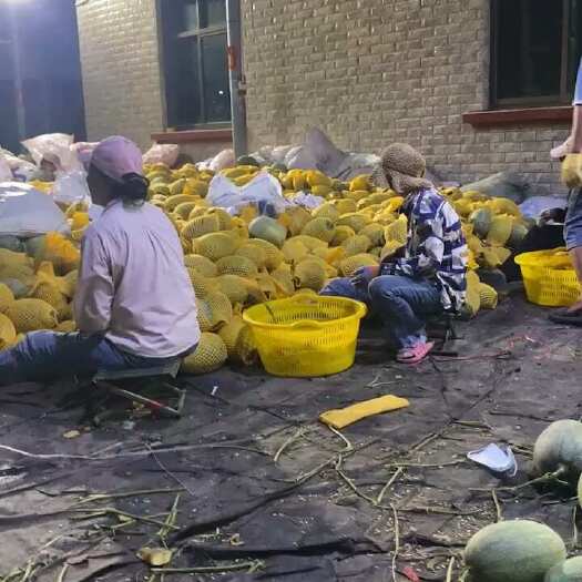 乐东县海南哈密瓜