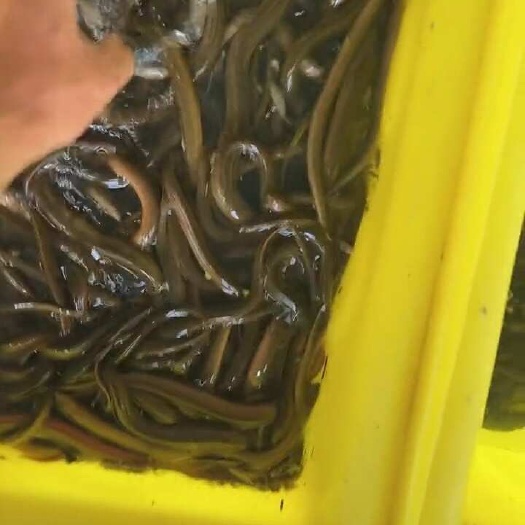 凤台县黄鳝