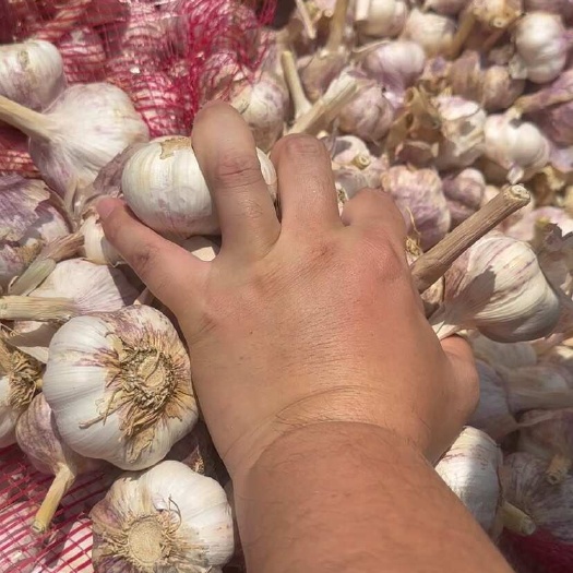中牟县中牟紫皮大蒜