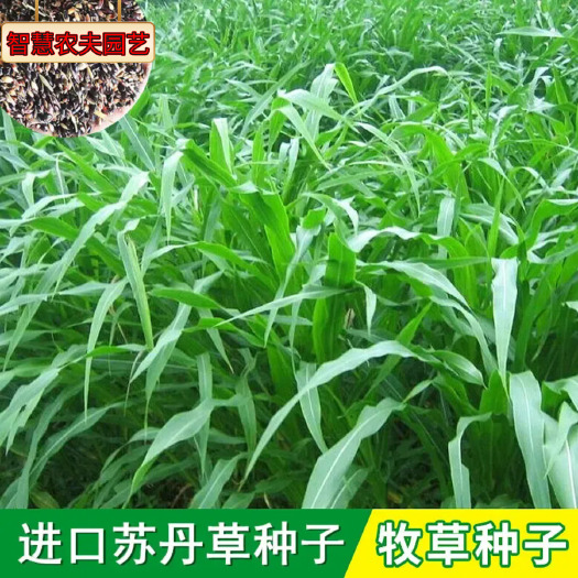 沭阳县苏丹草种子苏丹草新种子提供种植技术苏丹草种子