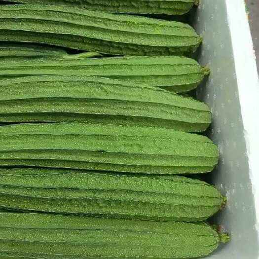 玉林花丝瓜