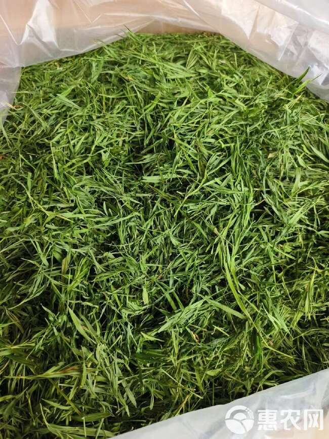 淡竹叶 石竹茶 竹叶茶 崂山茶叶新品茶