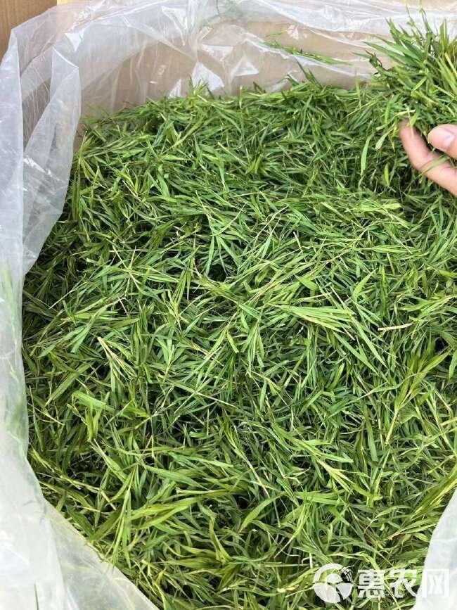 淡竹叶 石竹茶 竹叶茶 崂山茶叶新品茶