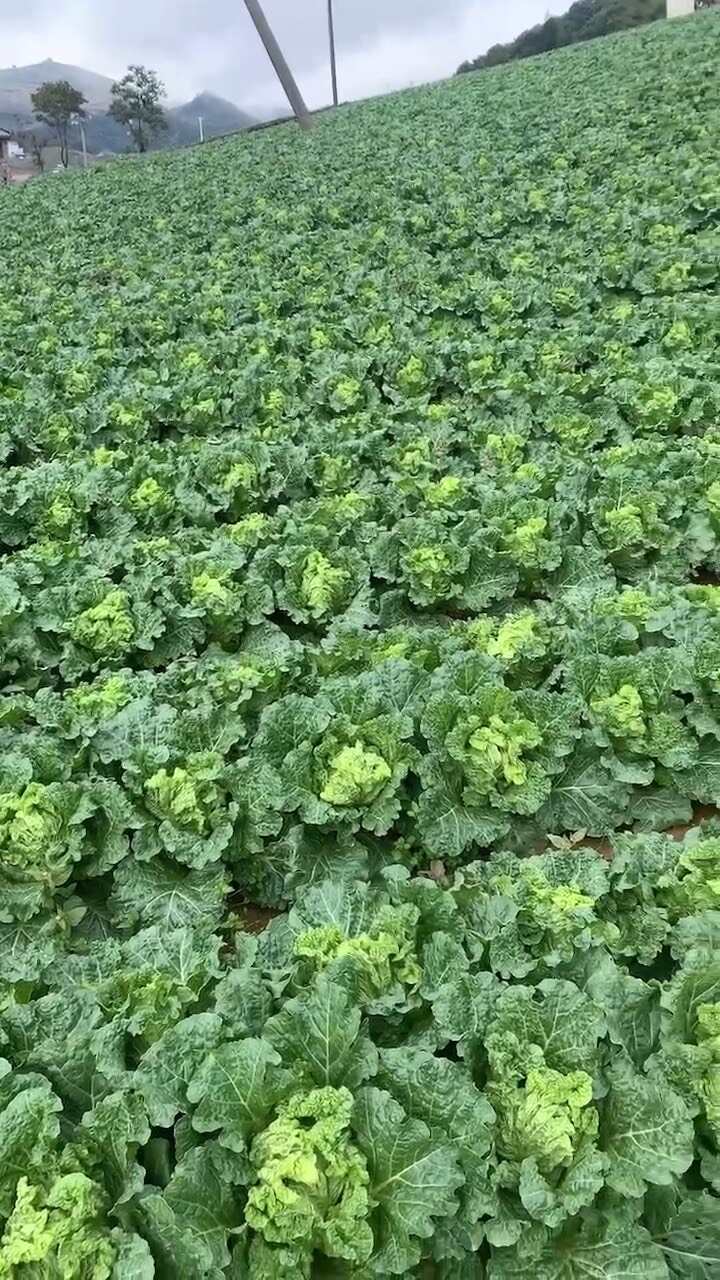 【推荐】湖北高山精品毛白菜 麻叶青 邹皮白菜