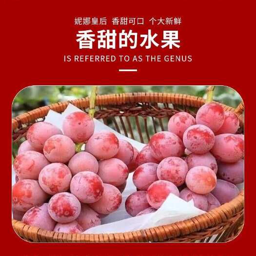 蒙自市正宗妮娜皇后葡萄无籽罗马红宝石红提新鲜提子女皇尼娜公主鲜果