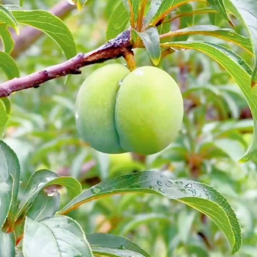 安顺蜂糖李
