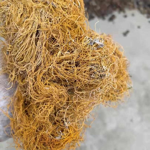 安国市红雪茶 细丝金丝红雪茶 鹿心红雪茶 金丝刷 金刷把500g