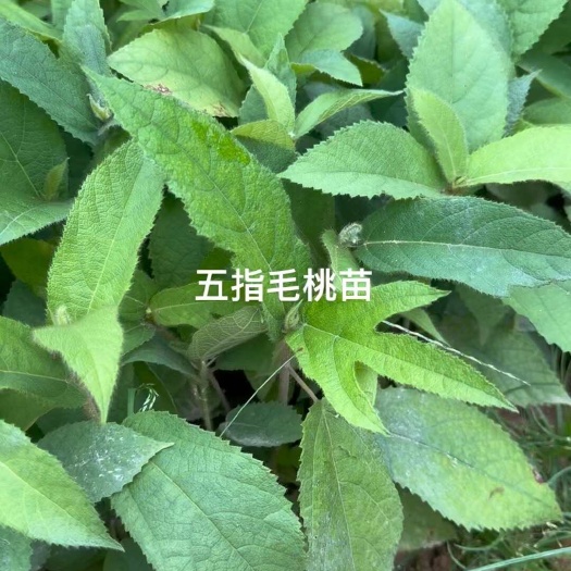 灵山县五指毛桃苗