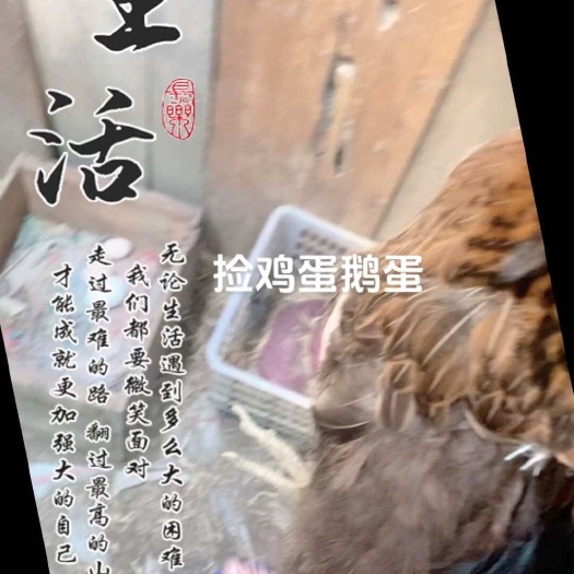 潜江市土鸡蛋