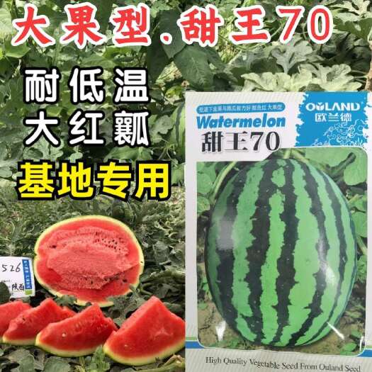 洛阳甜王70西瓜种子 大果甜王西瓜种子 中晚熟 大红瓤耐低温