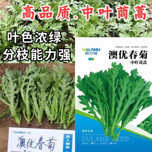 澳优春菊中叶茼蒿种子 中叶皇帝菜茼蒿菜 耐热耐寒