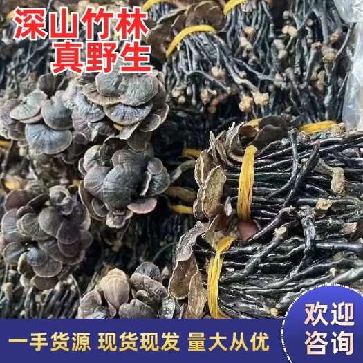 昆明竹灵芝 竹林紫灵芝 大货批发 量大从优 一手货源