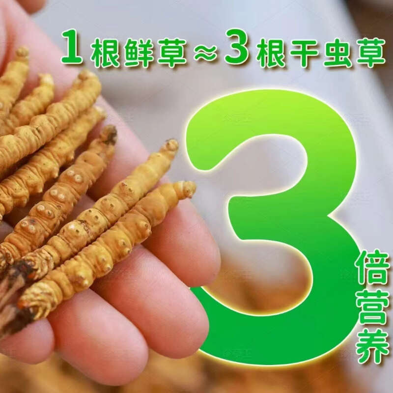 【精选】2025年那曲新鲜虫草 冬虫夏草 产地直发 全国包邮