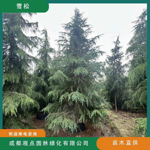 崇州市雪松基地直发观点园林直供宝塔型雪松规格齐全