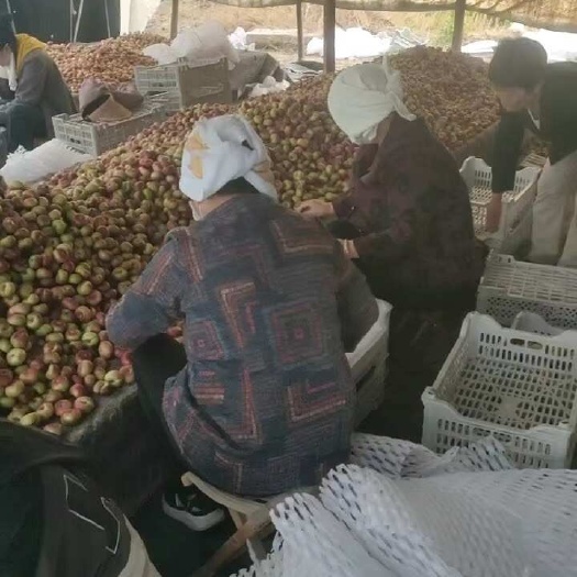 广宗县油蟠桃种植基地最新上市纽扣蟠桃