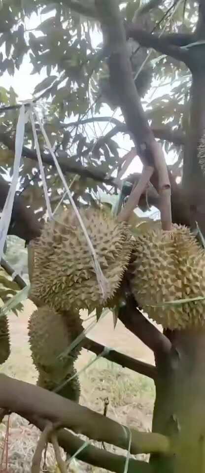 河口县金枕