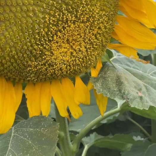 开封鲜葵花