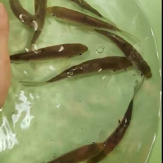 南宁青竹鱼苗，军鱼苗
