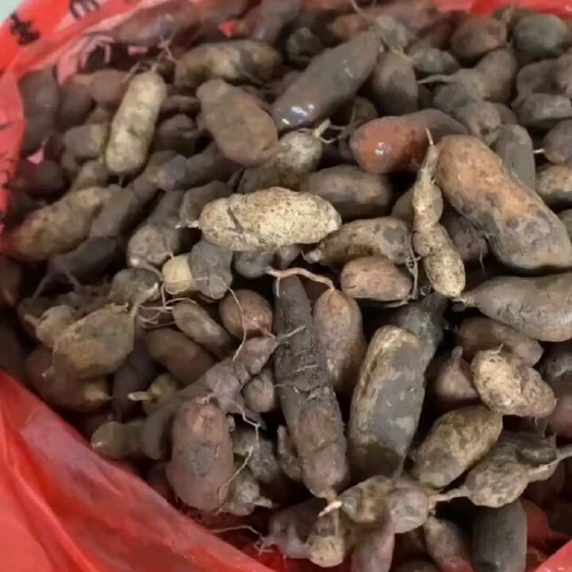 连州市新鲜山麦冬籽，批发，欢迎提前下单预定