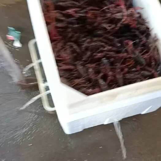当涂县安徽小龙虾 红虾    酒店定制规格。全公。全母。 耐运输。