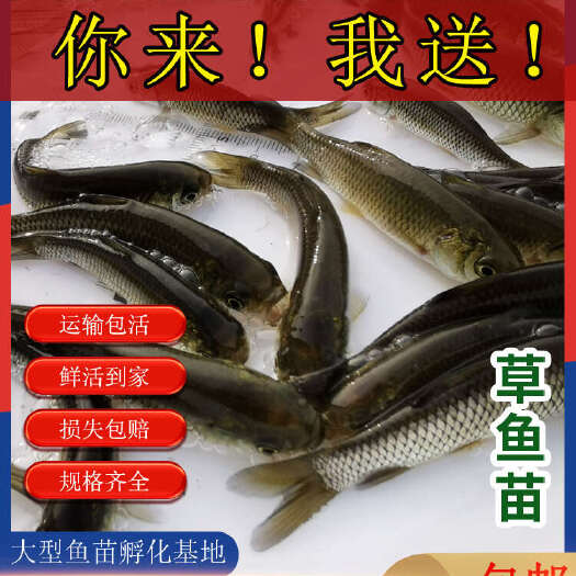 博罗县广草鱼苗，草鱼苗，草鱼水花，抵抗力强，养殖场自产自销