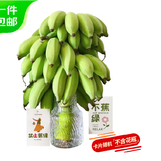 上林县禁止蕉绿不蕉绿办公室水培小米蕉整串带杆净重7-8斤