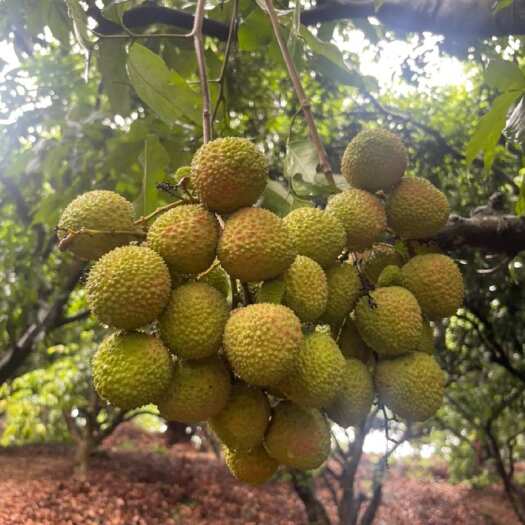 深圳荔枝