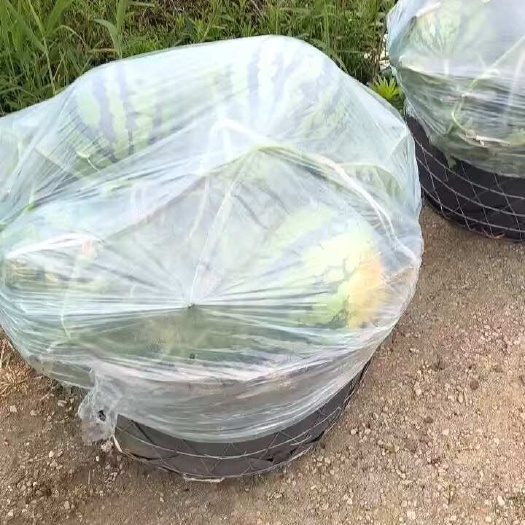 西瓜