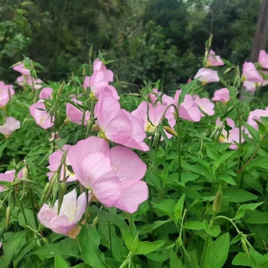 荥阳市美丽月见草节约型地被植物和宿根花卉多年生草本耐旱优良观花植物