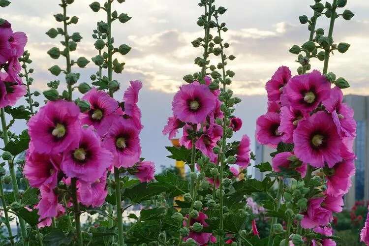 荥阳市蜀葵端午花耐寒耐盐碱园林背景材料庭院边缘绿化材料