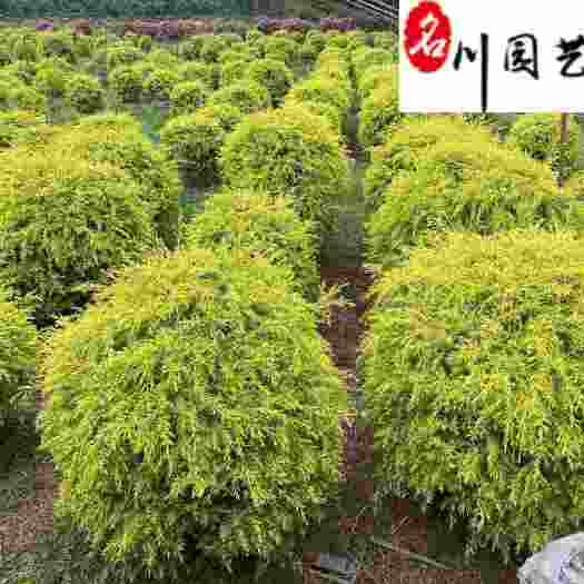 成都红千层 成都千层金球苗圃基地直销 庭院工程园林绿化 四季彩叶
