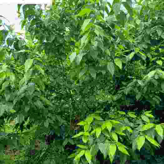 成都原生腊梅种植基地直销 四川丛生单杆腊梅批发 规格多树形好