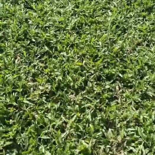 博罗县大叶油草草坪种子 暖季型 冷季型 全国发货 技术指导